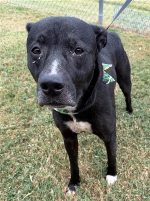 HUNTER - Pit Bull Terrier available for adoption