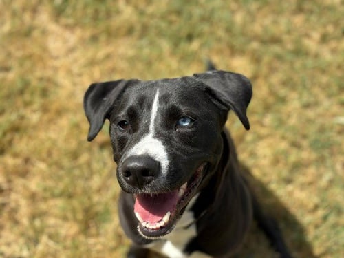 MAZZY - Pit Bull Terrier available for adoption
