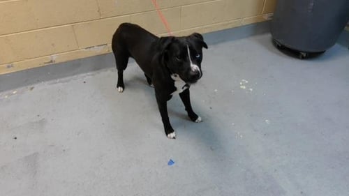MAZZY - Pit Bull Terrier available for adoption
