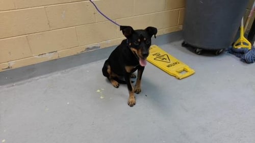 ANVIL - Rottweiler available for adoption