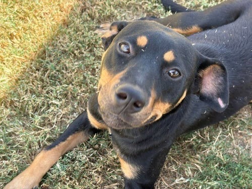 ANVIL - Rottweiler available for adoption