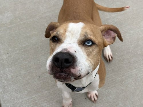 KILU - Pit Bull Terrier available for adoption