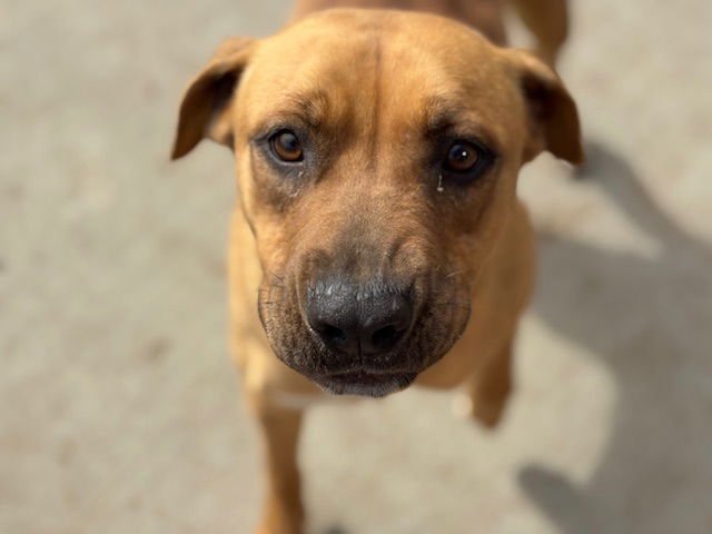 AIBILEEN - Pit Bull Terrier available for adoption