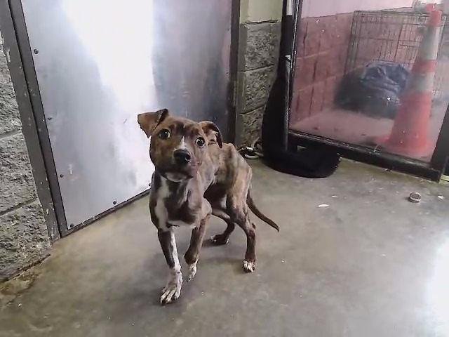 MR PICKLES - Pit Bull Terrier available for adoption