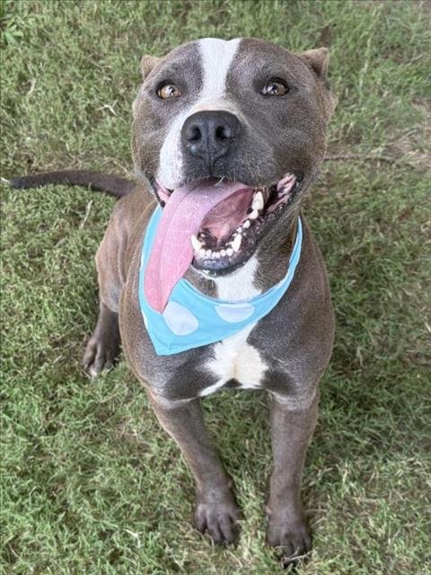 BLUE - Pit Bull Terrier available for adoption