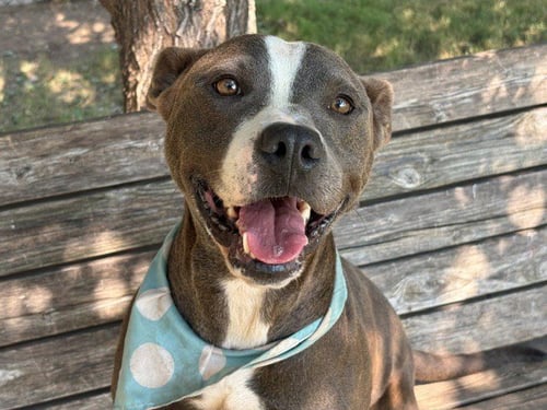 BLUE - Pit Bull Terrier available for adoption