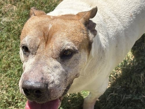 KANSAS - Pit Bull Terrier available for adoption