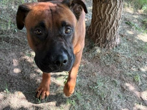 DUDE - Mastiff available for adoption