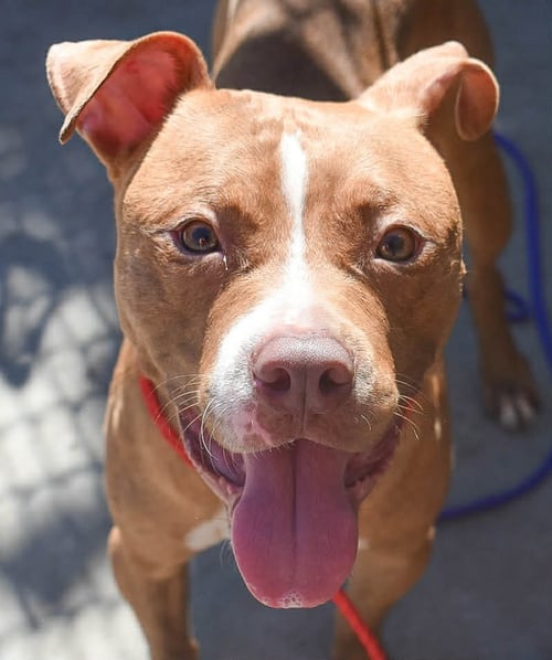 RED - Pit Bull Terrier available for adoption