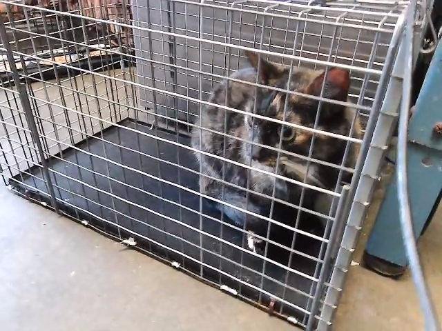 SHYLA - Domestic Short Hair available for adoption