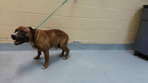 A184238 - Pit Bull Terrier available for adoption