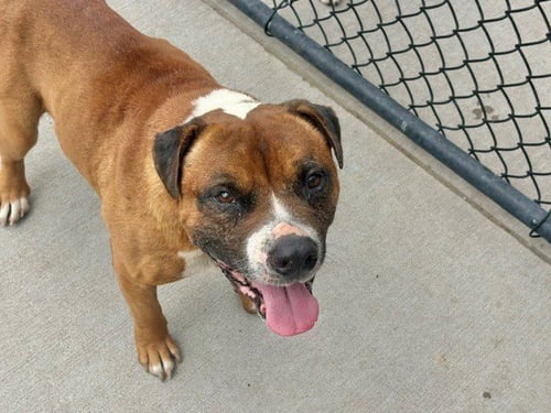 BRONSON - Pit Bull Terrier available for adoption