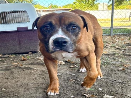 JIMOTHY - Pit Bull Terrier for adoption in Broken Arrow