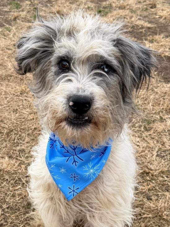 YETI - Irish Wolfhound available for adoption