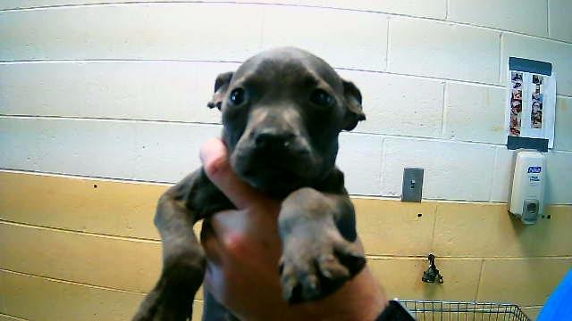 WONDER WOMAN - Pit Bull Terrier available for adoption