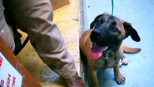 WILL FERRELL - Anatolian Shepherd available for adoption