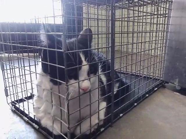 STANLEY - Domestic Medium Hair available for adoption