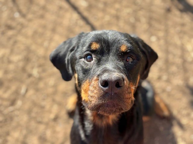 COCO - Rottweiler available for adoption