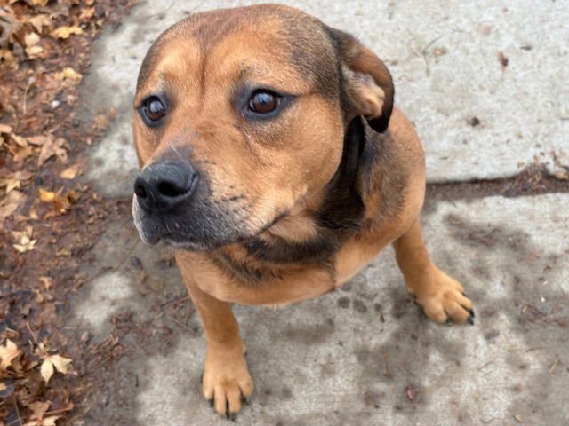 TEX - German Shepherd Dog available for adoption