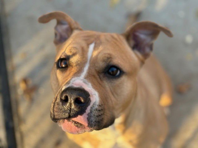 SHORTIE - Pit Bull Terrier available for adoption