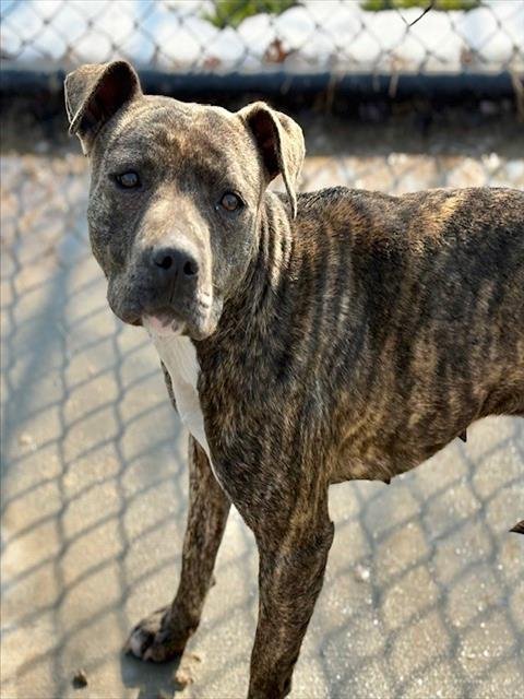 BRINLEY - Pit Bull Terrier available for adoption