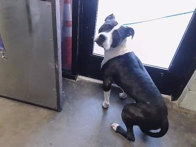 BOOMER - Pit Bull Terrier available for adoption