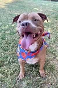 BUBBA - Photo 1