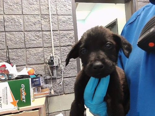 DUST BUCKET - Pit Bull Terrier available for adoption