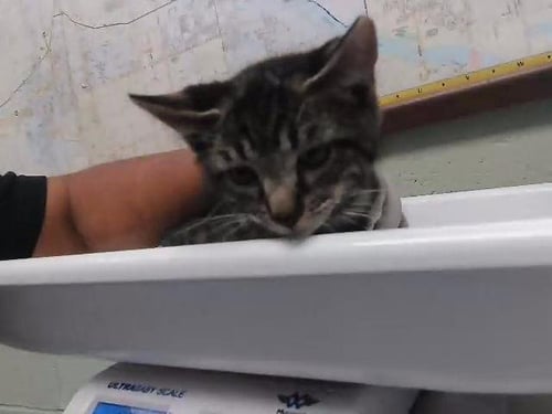 PAUL MCCARTNEY - Domestic Short Hair for adoption in Broken Arrow