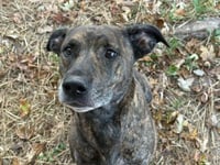 ZURI - Photo 1