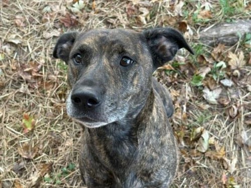 ZURI - Pit Bull Terrier available for adoption