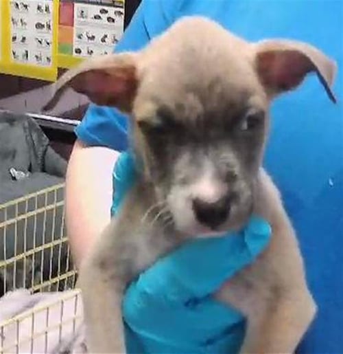 LANEY - Pit Bull Terrier available for adoption
