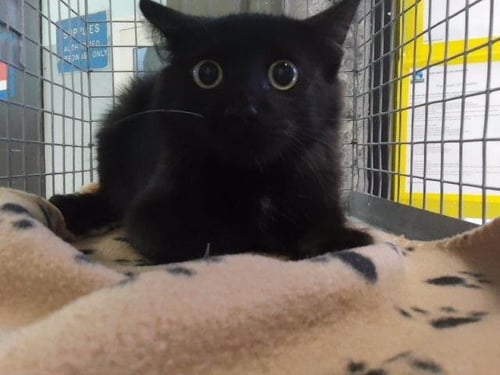 DIVA DAVE - Domestic Long Hair for adoption in Tulsa