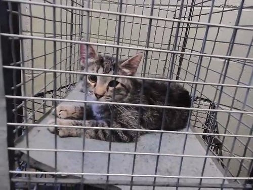 BILLY - Domestic Short Hair available for adoption