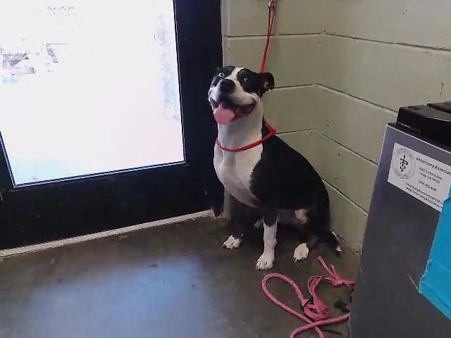 CHARLES - Catahoula Leopard Dog / Labrador Retriever available for adoption