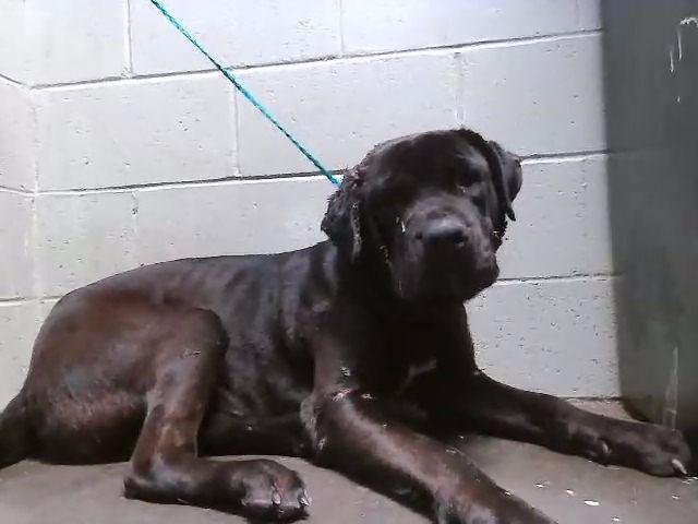 CHESSY - Cane Corso Mastiff available for adoption