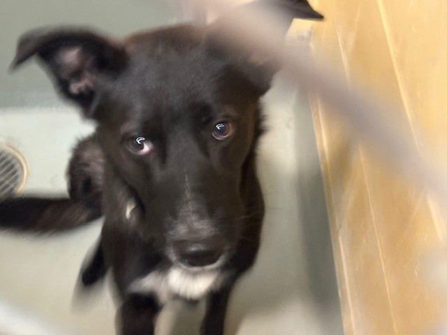 RUSSEL - German Shepherd Dog available for adoption