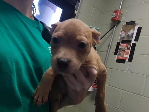 HOWIE - Pit Bull Terrier available for adoption