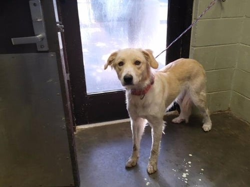 FAWN - Golden Retriever available for adoption