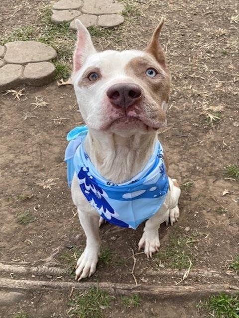 ROCKY - Pit Bull Terrier available for adoption