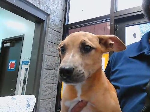 CHUCKY - Pit Bull Terrier available for adoption