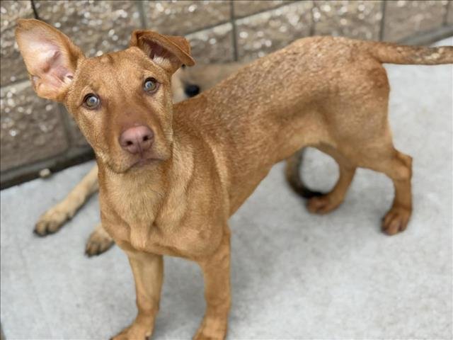 CONNER - Redbone Coonhound available for adoption
