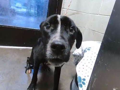 PORKY - Pit Bull Terrier available for adoption
