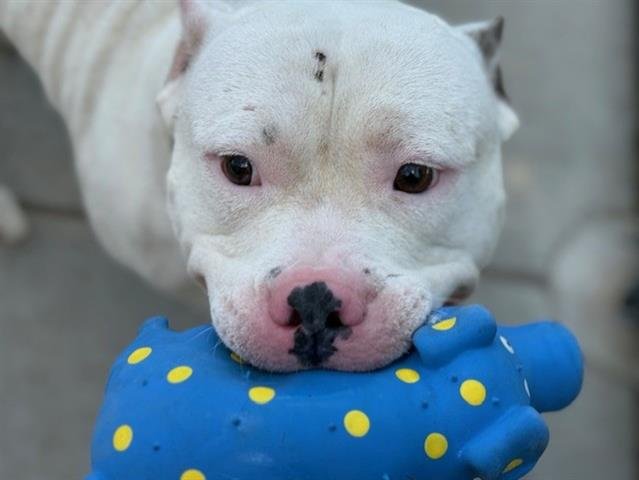 BLAST - Pit Bull Terrier available for adoption