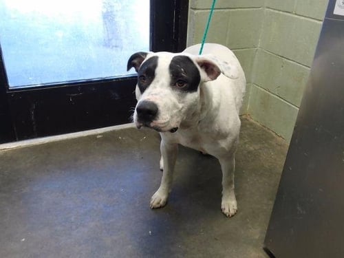 A184213 - Labrador Retriever available for adoption