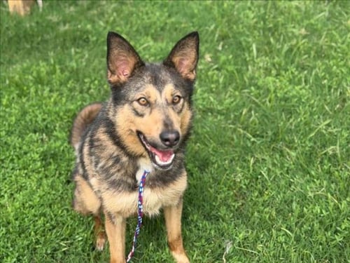 VENUS - German Shepherd Dog available for adoption