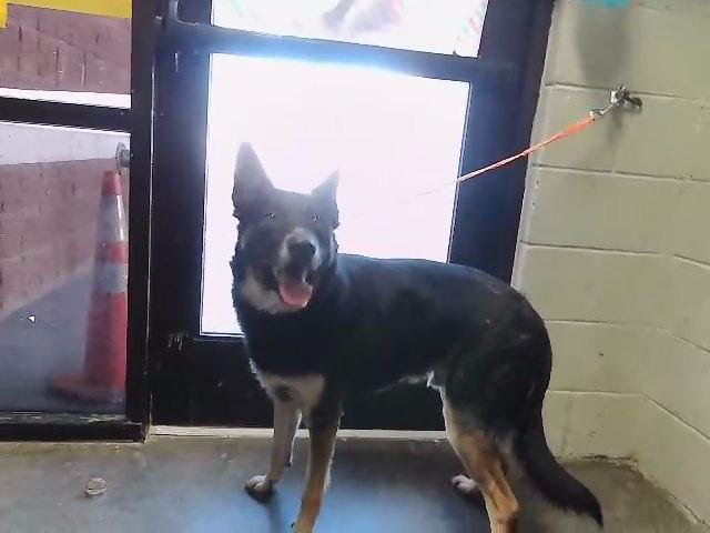 SAINT - German Shepherd Dog available for adoption