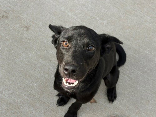 BLU - Labrador Retriever available for adoption