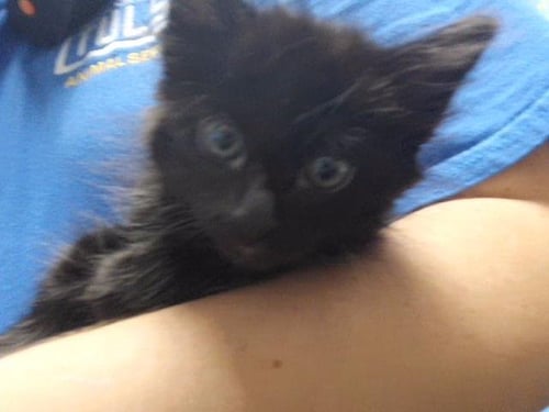BOO - Domestic Long Hair available for adoption