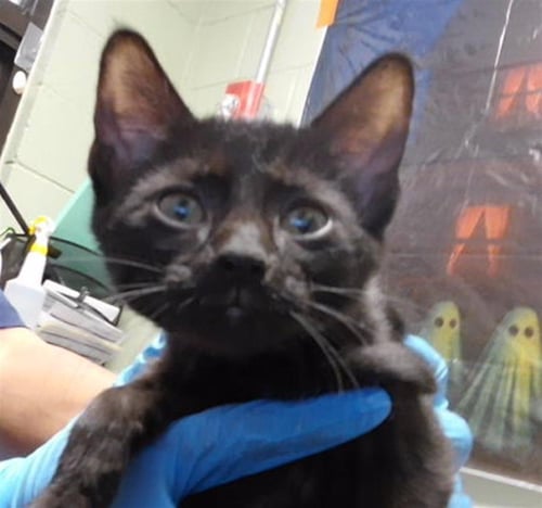 ABBY - Domestic Short Hair available for adoption